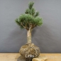 Preview: Pinus sylvestris Silberkiefer